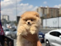 Ankaranın en seçkin pomeranian boo yavruları