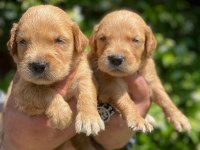 AİLE KÖPEĞİ GOLDEN RETREİWER