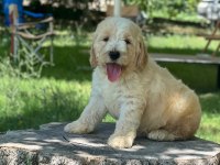 Labradoodle Dişi / Erkek 2 Aylık