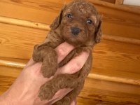 Üst kalite ev ortamında büyüyüyen Poodle güzellikleri