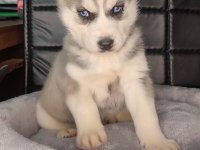 Orijinal husky yavrular