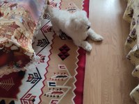 6 aylık erkek köpeğimiz