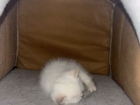 Oyuncu British Shorthair