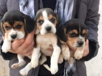 Beagle Cinsi Yavrular