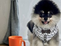 Antalyada 3 aylık erkek ve dişi pomeranian boo
