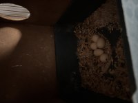 Jumbo muhabbet kuşu çiftleri