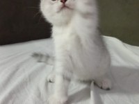 British shorthair sevimli yavrular
