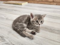 Safkan Bebeklerimizi Sahiplendiriyoruz Scottish Fold