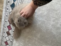 Kısırlaşmış British longhair İstanbul
