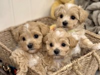 Sevimli Oyuncu Maltipoo Mini Boy Yavrular 