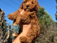 Toypoodle Dişi Erkek 