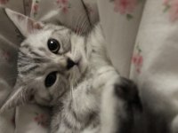 BEYAZ SİLVER TABBY BRİTİSH SHORTHAİR