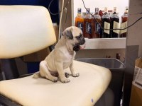 Hamburger Face Gül Kuyruk Pug Mops Bebek