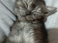 British shorthair iki aylık yavru