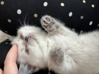 british shorthair blue point 2 aylık yavrumuz (dişi)