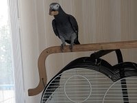 1 yaşında konuşan yarı evcil timneh jako papağanı