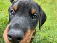 Evinizin Neşesi Doberman Her Yere Kapıda Öde