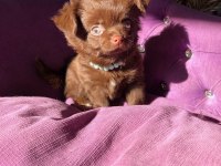 Çikolata kız bebek chihuahua