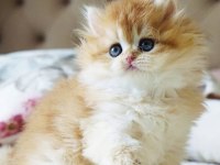 KEDİMİZ İÇİN AÇIKLAMAYI OKUMADAN ARAMAYIN LÜTFEN