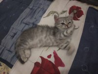 Scottish fold yavrular