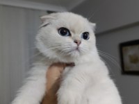 Scottish Fold Silver Point Oğlumuz