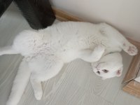 1 yaşında scottish fold
