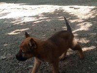 2 Aylık Belçika Malinois