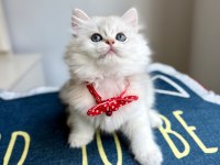 Kaliteli Silver White British Longhair Bebekler