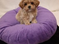 A Kalite Maltipoo Yavrularımız