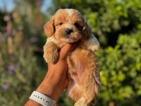 TEACUP KORE MİNİK BOY MALTİPO BEBEKLERİMİZ