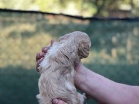 EV ORTAMINDA SAĞLIK VE IRK GARANTLİ MALTİPOO BEBEKLER