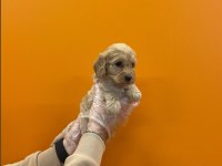 DİZAYN IRK ÜST KALİTE MALTİPOO