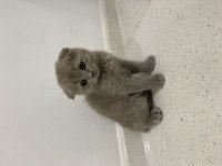 Dişi Scottish Fold Shorthair Lilac