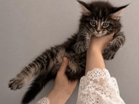 Dev Maine Coon Kediler