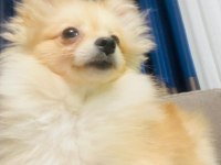 Pomeranian 6 aylık köpeğimiz