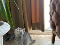 Blue tabby erkek bebek british longhair