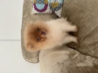 1 Temmuz doğumlu erkek pomeranian boo (4 aylık)