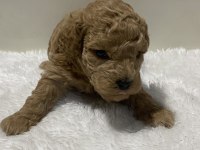 Tarçın renk ırk garantili dişi erkek poodle yavrular