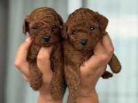 AŞILI EĞİİTİMLİ PREMIUM TOY POODLE