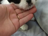 Yavru shih tzu çok uygun fiyatlı