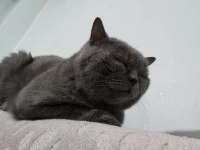 british shorthair 4 yaşında