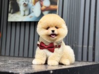 Yavru Pomeranian Boo Yavruları