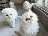 Kendi kedimizin yavruları