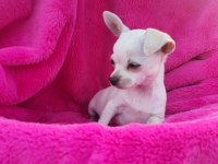 Chihuahua yavrumuz sizlerle