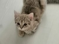 British shorthair 2.5 aylık