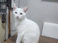 Kedimiz leo ailesini arıyor