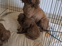 Toy Poodle Bebekler