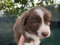 Border collie köpeğimiz için anlayan yazsın lütfen