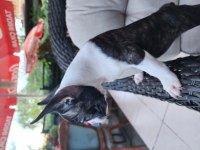 SAFKAN GÜZELLİK FRENCH BULLDOG