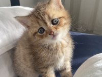British shorthair kedimiz